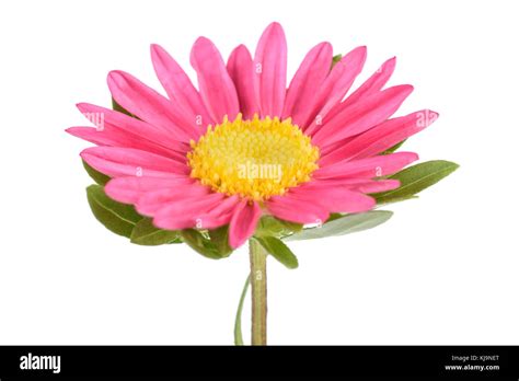 Pink China Aster Isolated On White Background Stock Photo Alamy