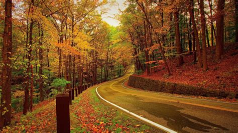 Road Bend Between Colorful Autumn Fall Trees Forest Hd Fall Wallpapers