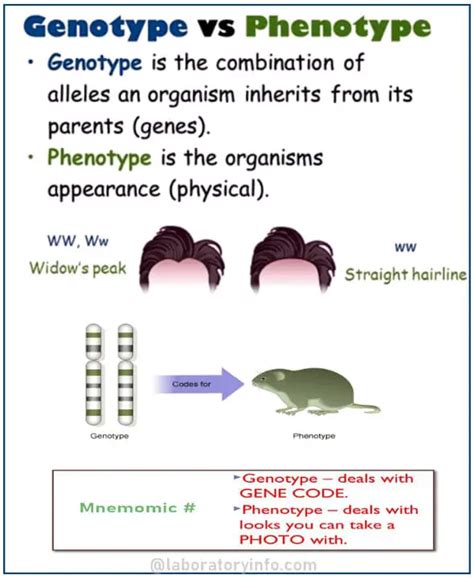 Differentiate Explain The Difference Genotype And Phenotype