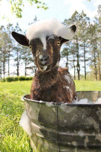 Die 23 Besten Bilder Zu Ziege In 2020 Ziege Tiere Schafe
