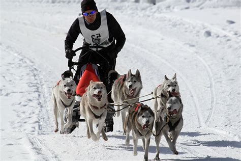 Free Picture Snow Winter Sled Cold Ice Dog Race Dogsled Vehicle