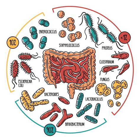 Vector Infographics Of The Human Gut Microbiota 3238434 Vector Art At