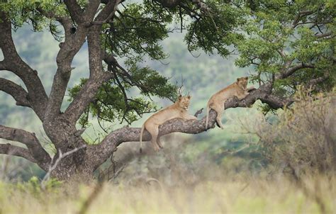 23 Animals That Live In The Savanna Of Africa With Photos Wildlifetrip