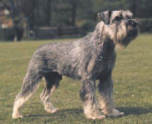 hypoallergenic dogs dogbreeds