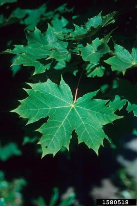 7 Types Of Maple Trees In British Columbia Progardentips