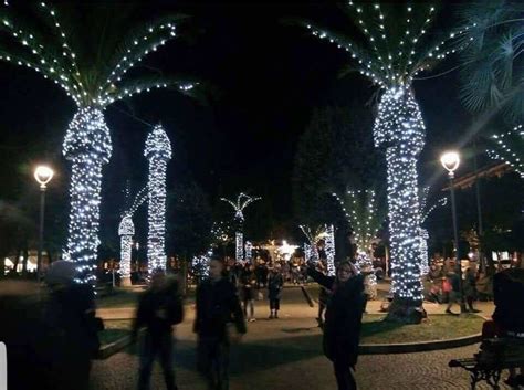 This Is Why You Shouldnt Put Christmas Lights On Palm Trees