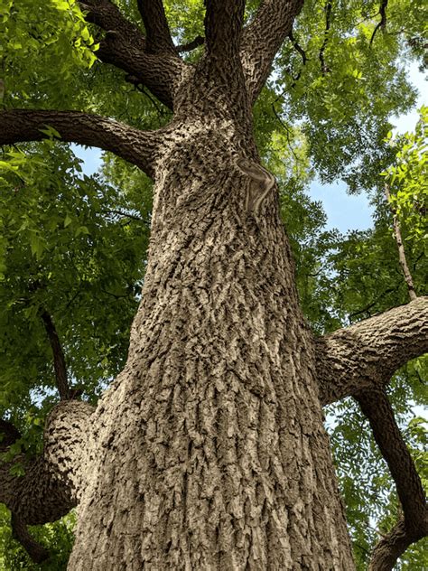 Cultivating Black Walnut Trees A Complete Guide