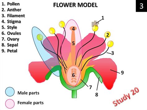 Female Parts Of A Flower Male And Female Parts Of Flower Diagram