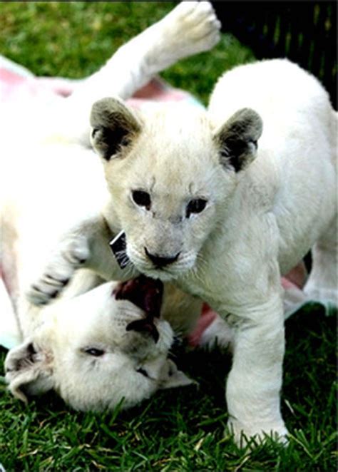 White Lion Cubs Playing All About Lions Photo 7875217 Fanpop