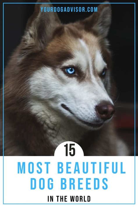 15 Most Beautiful Dog Breeds In The World Your Dog Advisor