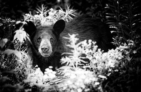 Black Bear Black And White Stock Image Image Of Bush Nature 25741391