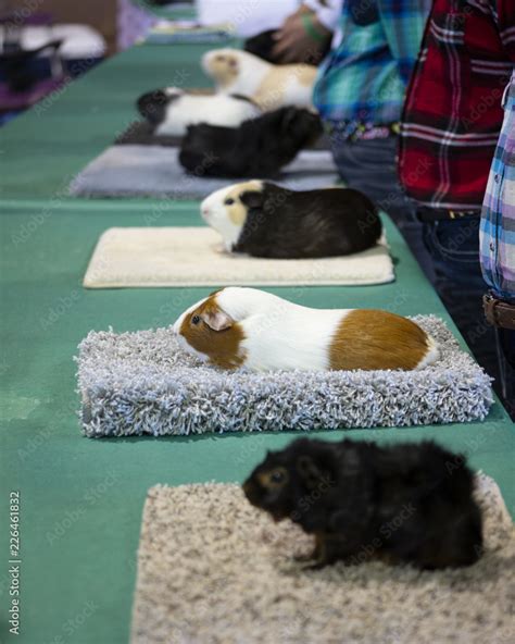 Foto Stock Row Of Guinea Pigs Lined Up For Judging At State Fair