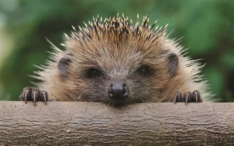Animal Hedgehog Hd Wallpaper