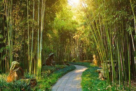 53 Bamboo Garden Ideas That Will Inspire You Garden Tabs