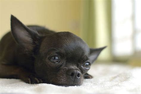 Chihuahua Crying Stop Chihuahua Puppy Crate And Night Tears