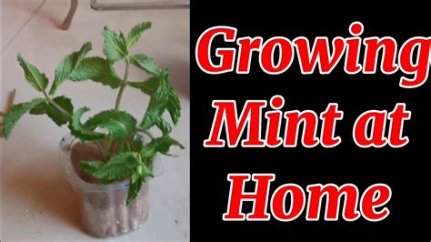 How To Grow Mint From Cuttings At Home Youtube