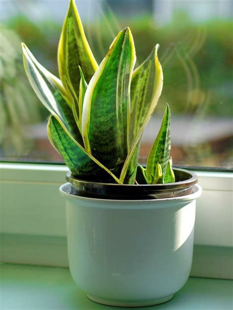 Schattenblumen diese pflanzen mogen schattige platze. Pflegeleichte Zimmerpflanzen - 18 Vorschläge!