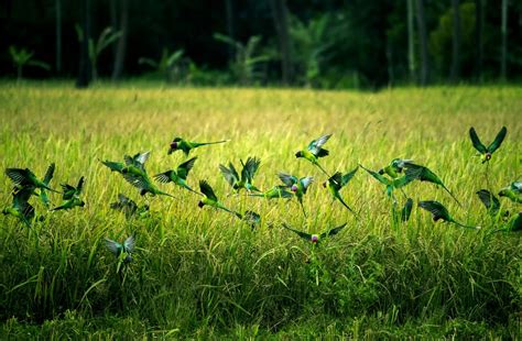 Free Images Nature Forest Wing Plant Field Lawn Meadow Prairie