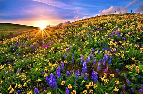 Colorful Flowers Field