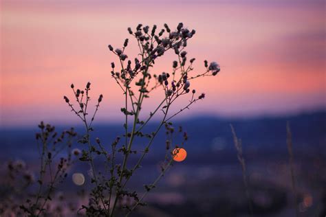 Red Sky Sunset Flare Light Plant Blossom 4k Wallpaperhd Nature