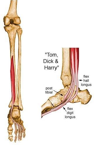 This video will help you with 1. Flashcards - Muscles of the leg, the nervous system, and nerves of the lower limb - Muscles of ...