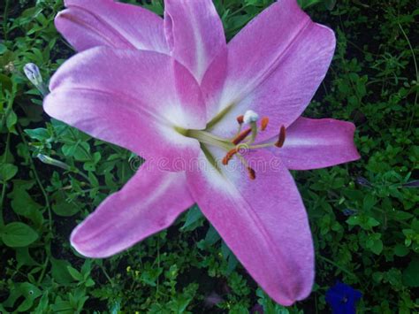 Flower Purple Lilies Stock Image Image Of Flora Natural 78463641