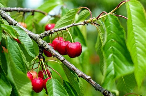 Imagen Gratis Alimento Hoja Fruto árbol Huerta Flora Naturaleza