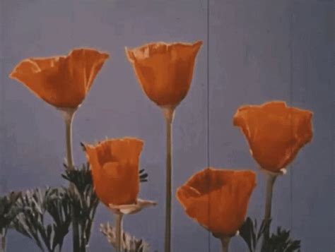 Aesthetic Flower GIF - Aesthetic Flower Bloom - Discover ... Find the best and most beautiful flower wallpapers and images!