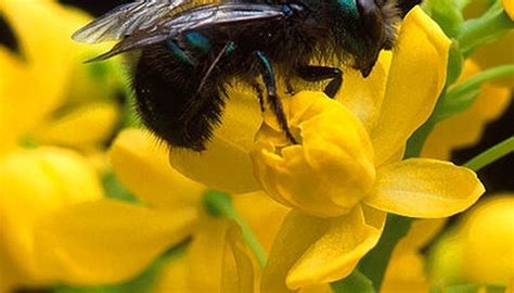 The new flowers before opening look like black jubes, you can see one in the background of the photograph. What Flowers Do Bees Like? | Sciencing