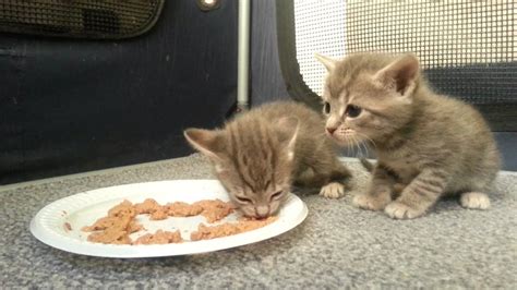 Did she/he find something better to eat or did it get killed? Kittens eating food for the first time - YouTube