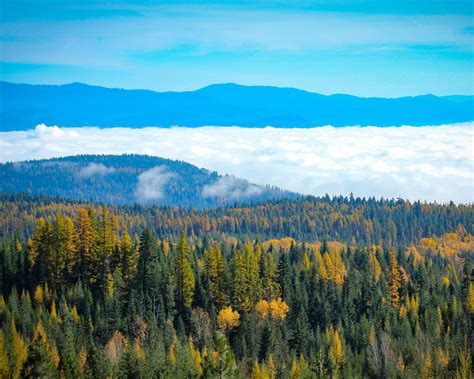 Trees And Forest Landscape With Clouds And Mountains In