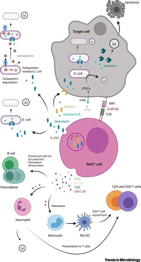 Emerging Role For Mait Cells In Control Of Antimicrobial Resistance Trends In Microbiology