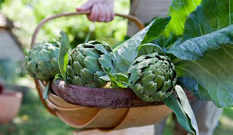 Growing Artichokes Learn How To Plant Grow And Care For Artichokes