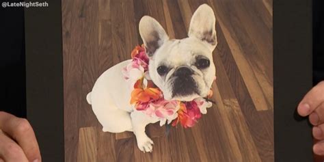 When john mulaney discussed his new french bulldog puppy with audiences during the comeback kid, he couldn't have painted a more descriptive picture of not only his dog, but what he is like as a dog owner. Late Night with Seth Meyers on Twitter: "John @Mulaney's dog Petunia wearing a lei is the best ...