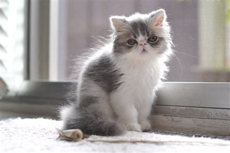 Exotic Longhair Cat Breed Information The Pedigree Paws