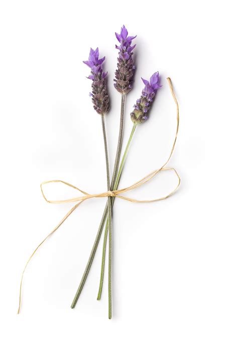 Lavender stalks | Lavender tattoo, Lavender, Lavender plant