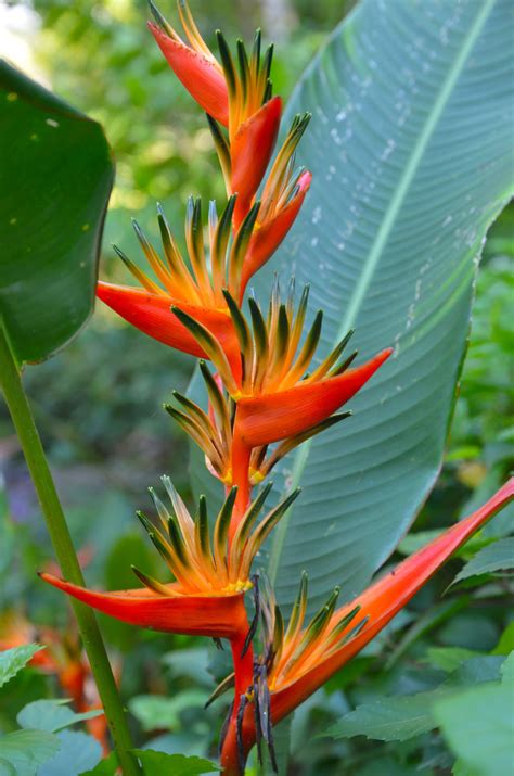 Bird Of Paradise Varieties Learn About Different Bird Of