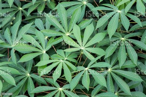 Health Benefits Of Cassava Leaves You Didnt Know