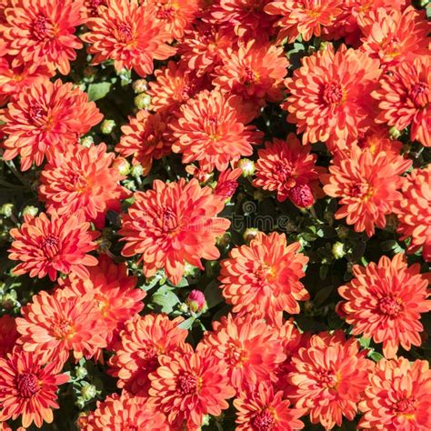 Red Mums Flowers Natural Autumn Background Selective Focus Stock Image