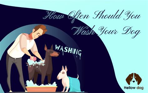 How Often Should You Wash Your Dog Hellow Dog