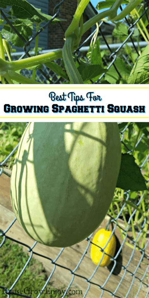 Best Tips For Growing Spaghetti Squash Reuse Grow Enjoy