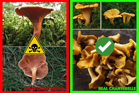 Fungi Poisonous Mushroom Look Alikes