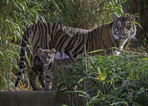 Tiger Mom And Cub Photograph By Jack Nevitt Fine Art America