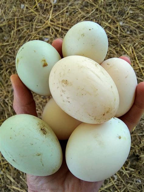 Hoffmans Little Acres — Duck Eggs Vs Chicken Eggs Are They All They