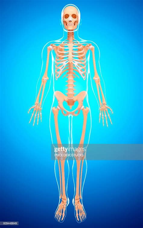 Human Skeletal System Artwork High Res Vector Graphic Getty Images