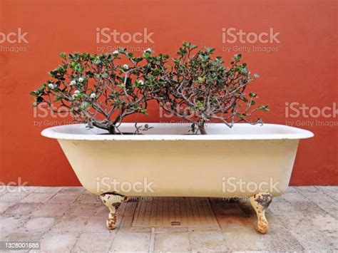 White Antique Bathtub With Two Bushes Flower Arrangement Front View Of