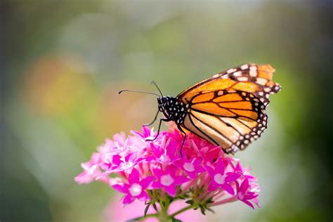 Findings Refute Idea Of Monarchs Migration Mortality As
