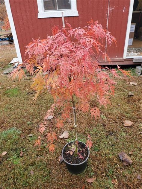 Orangeola Japanese Maple Maples N More Nursery