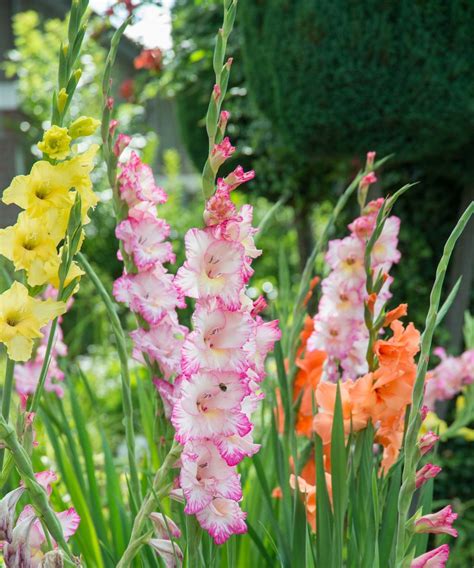 How And When To Plant Gladioli Bulbs Simple Growing Tips Gardeningetc