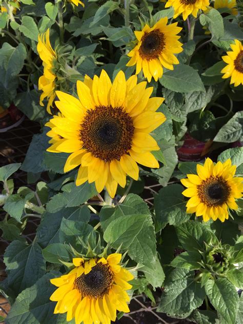 Sunflower Types